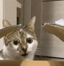 Image result for Cat HTML Code