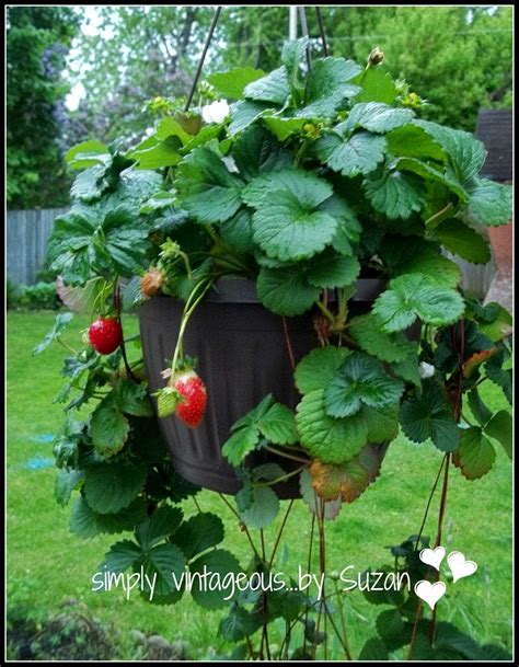 Hanging Strawberry Planter: All You Need To Know - [Updated June 2025 ]