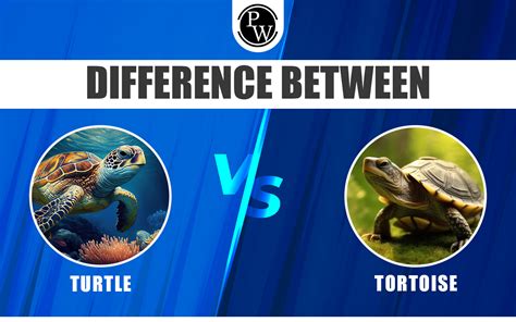 Difference Between Turtle And Tortoise, Habitat, Adaptations