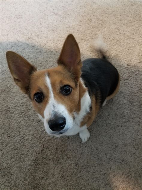 Jack Russell Corgi Mix Puppy