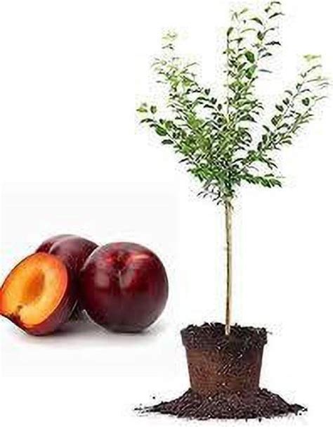 Sjeme ORGANIC AADU, PEACH, Peechu Pandu, “Pica Seed Price in India ...