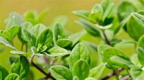 Image result for Java Spring Framework
