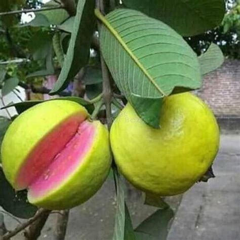 Red Gua(Psidium guajava) Fruit Live Plant (Home & Garden) – Hug A Plant