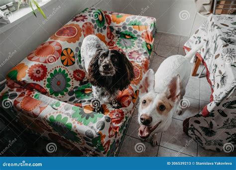 Two Funny Dogs Looking at the Camera, Portrait Stock Image - Image of ...