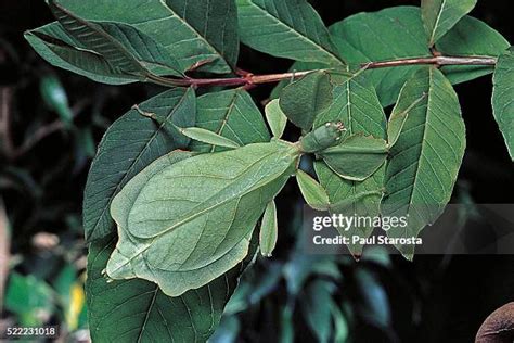 Image result for Alien Bug Queen Hive