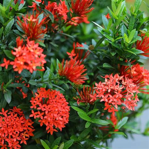 Mini Ixora Live Plant (Red) – Compact Flowering Shrub for Home Garden ...
