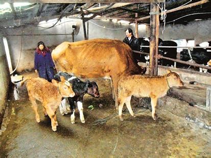 新洲黄牛一胎产下三崽 农户称30年来首次见到_新浪湖北_新浪网