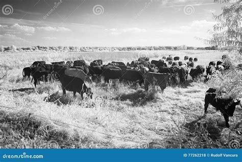 Cattle grazing in field stock photo. Image of feeding - 77262218