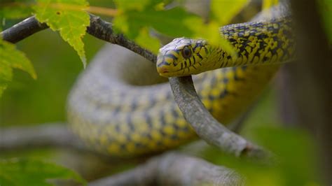 The Hidden Kingdoms of China — Evolutions