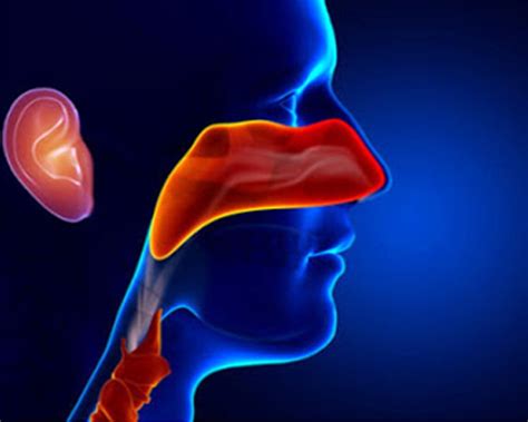 ENT - Global Hospital