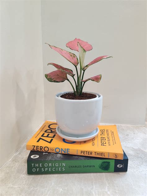 Buy Red Aglaonema Plant - Perfect Corporate Gift – ChhajedGarden.com