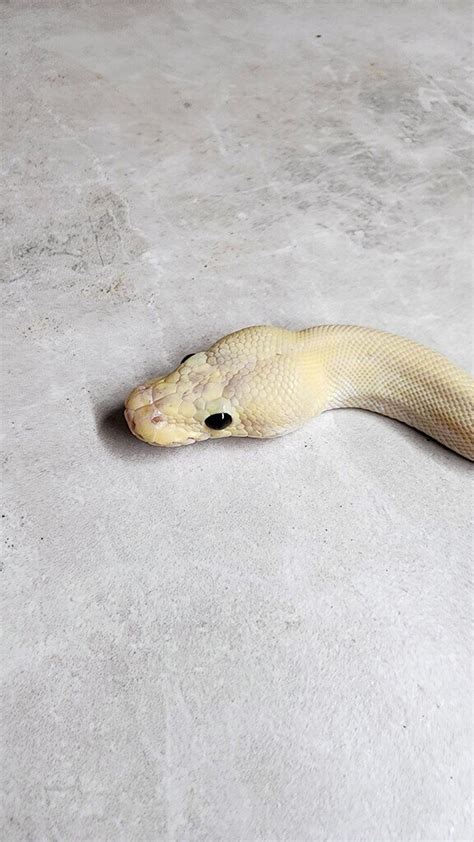 Image result for Ball Python Markings