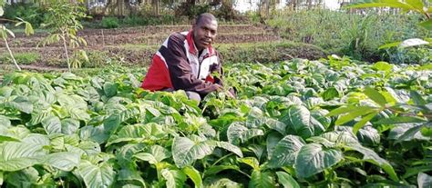 Climate resilience: Kenyan farmers are adapting to extreme weather by ...