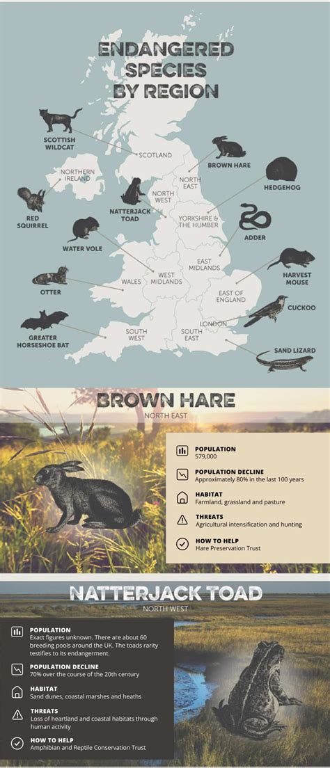 Infographic Endangered Species