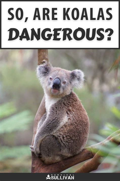 So, Are Koalas Dangerous?