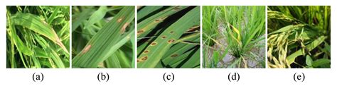 Rice Diseases Identification Method Based on Improved YOLOv7-Tiny
