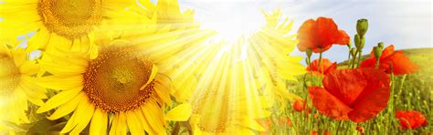 Download wallpaper field, sunflowers, flowers, nature, Maki, field, the ...