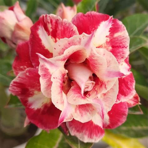 Grfated Adenium (VR15)