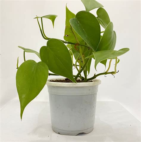 Oxycardium Green – Dream Green