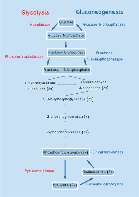 Glycolysis And Gluconeogenesis Comparison