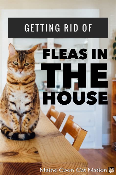 How To Get Rid Of Fleas In Your House With Hardwood Floors | Floor Roma