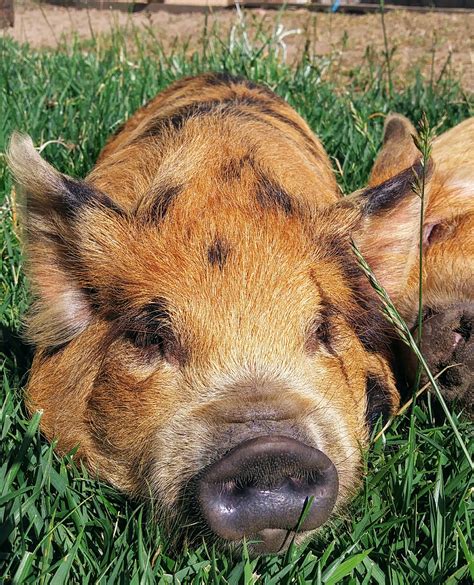 History of Kune Kune Pigs - Central Coast Ranch