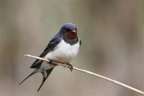 Kır Kırlangıcı (Hirundo rustica)