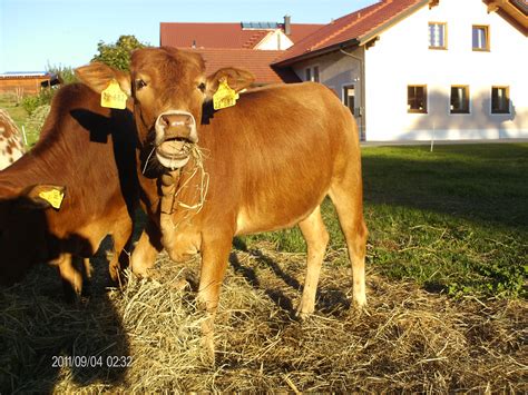 Zwerg Zebu Bullenkalb in Aholming | Tiere | Kleinanzeigen