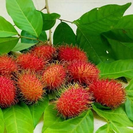 SANJU Rare seedling Rambutan "N-18" Hybrid Variety - 1 Live Plant For ...