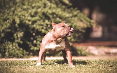 American Bully Price In India | American Bully Puppies For Sale In ...