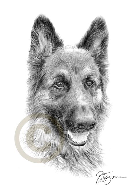 German Shepherd Easy Face Drawing at PaintingValley.com | Explore ...