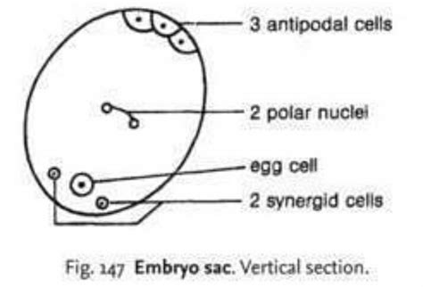 Define the characteristics distribution of the cells within the embryo ...