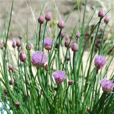 Vlasac – Cvijeće & priroda