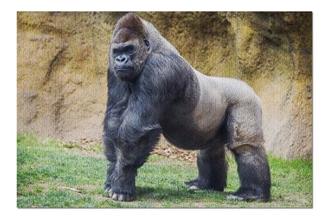 Gorilla Standing Up Straight