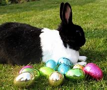 Image result for Spring Time Image with Bunnies