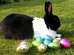Image result for Easter Bunnies Pics