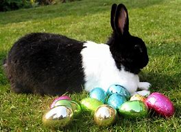 Image result for Easter Bunny Facts