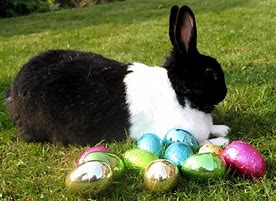 Image result for Animal Easter Bunny