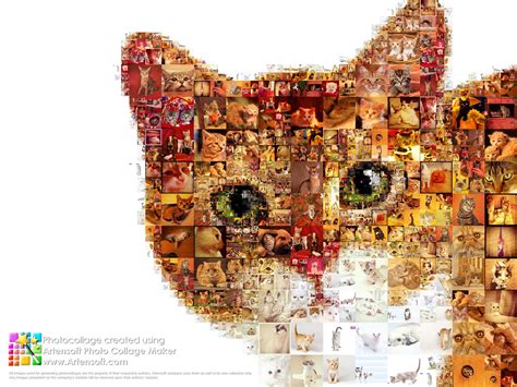 Photo collage mosaic maker | Photo collage maker, Cat collage, Canvas print collage