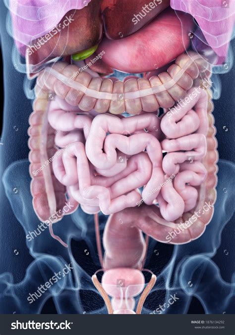 Anatomy Of Female Abdominal Organs