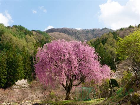 Double Pink Weeping Cherry
