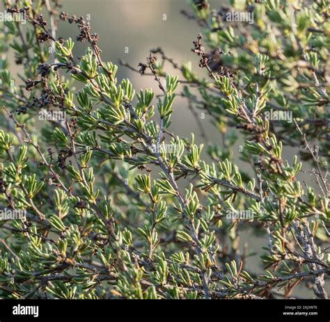 chamise (Adenostoma fasciculatum) Plantae Stock Photo - Alamy