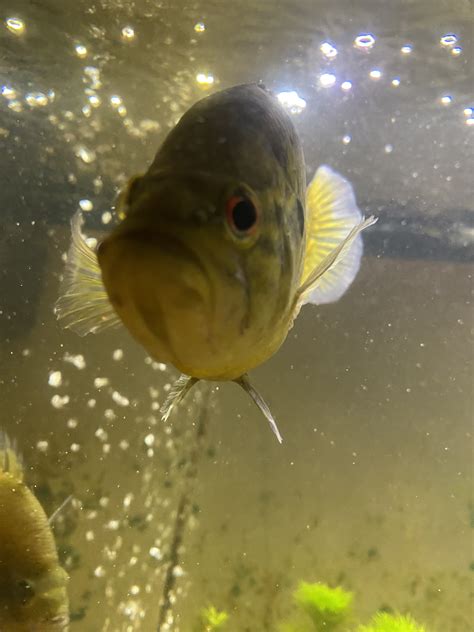 Image result for Native Fish Tank