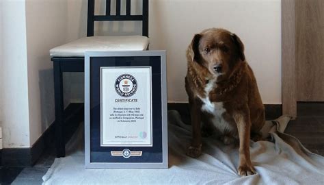 World’s oldest dog celebrates 31st birthday, says Guinness World ...
