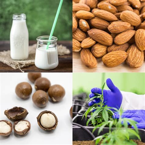 Dr. Rachel's FODMAP Facts: Are Grapes Low-FODMAP? | Dr. Rachel Pauls