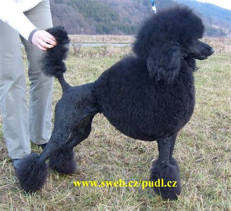 Grosspudel Koenigspudel welpen schwarz in Ceske Budejovice | Tiere ...