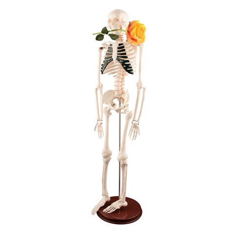 Buy Ultrassist Human Skeleton Model, 34" Half Life Size Skeleton ...