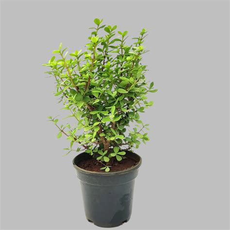 Indoor Plants – Green Evolve