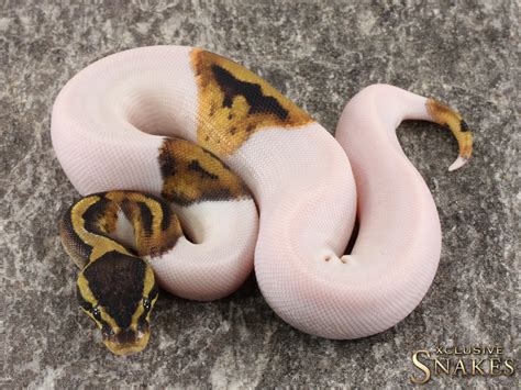 Pastel Piebald Het Desert Ghost Ball Python by Xclusive Snakes ...