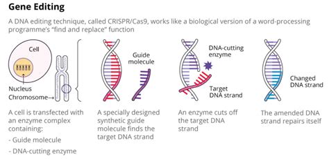 DNA Editing 的图像结果